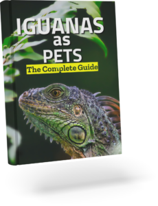 iguanas as pets: the complete guide