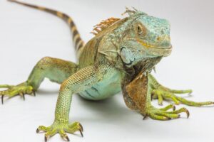11 Fun Facts About Iguanas