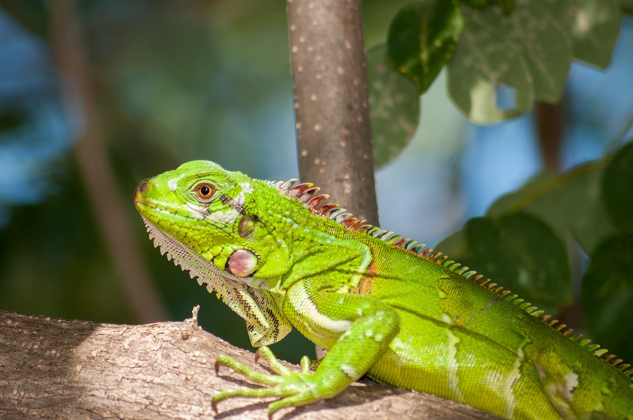 why do iguanas falling from trees