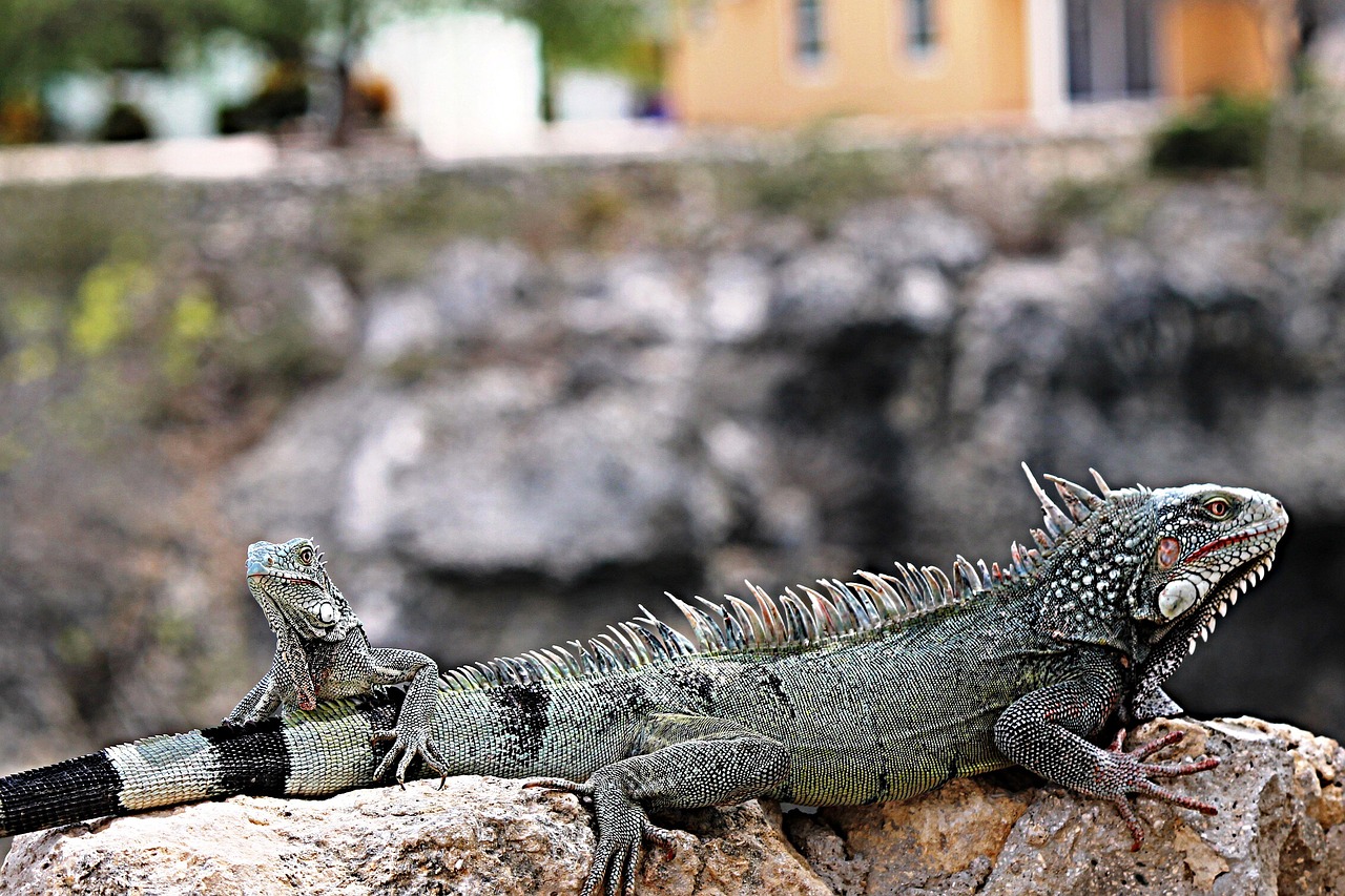 How Long Do Iguanas Live as Pets