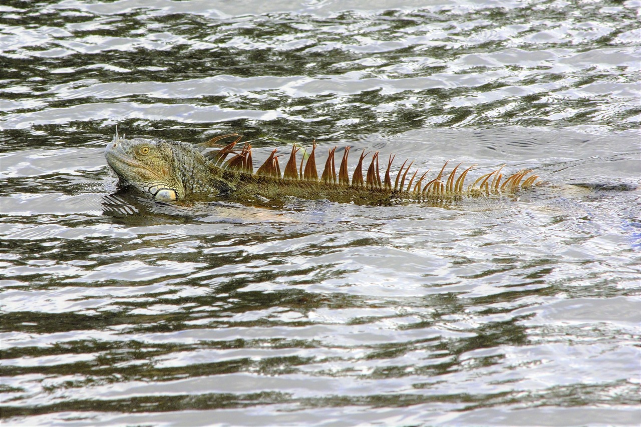 can iguanas swim