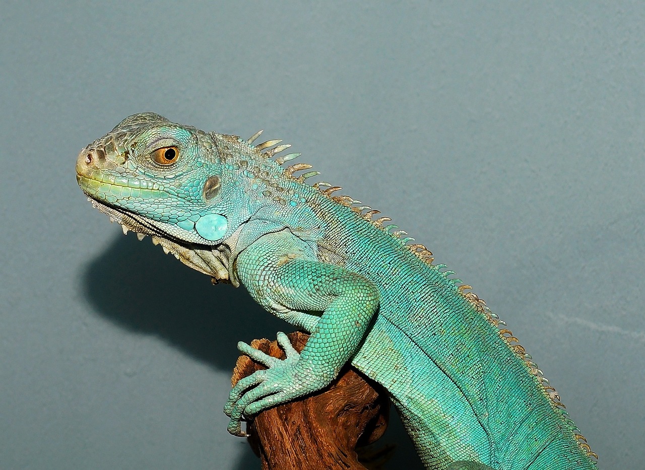 Types of Iguanas as Pets