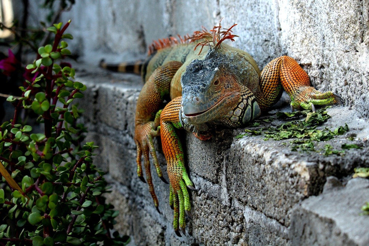 What Iguanas Are Native to Florida