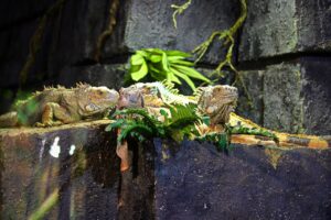 Are Iguanas Good Pets For Beginners