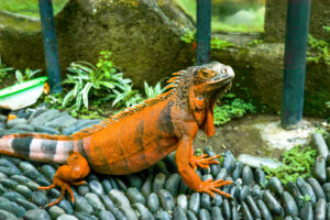 Red Iguanas as Pets