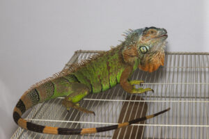 can iguana grow its tail back