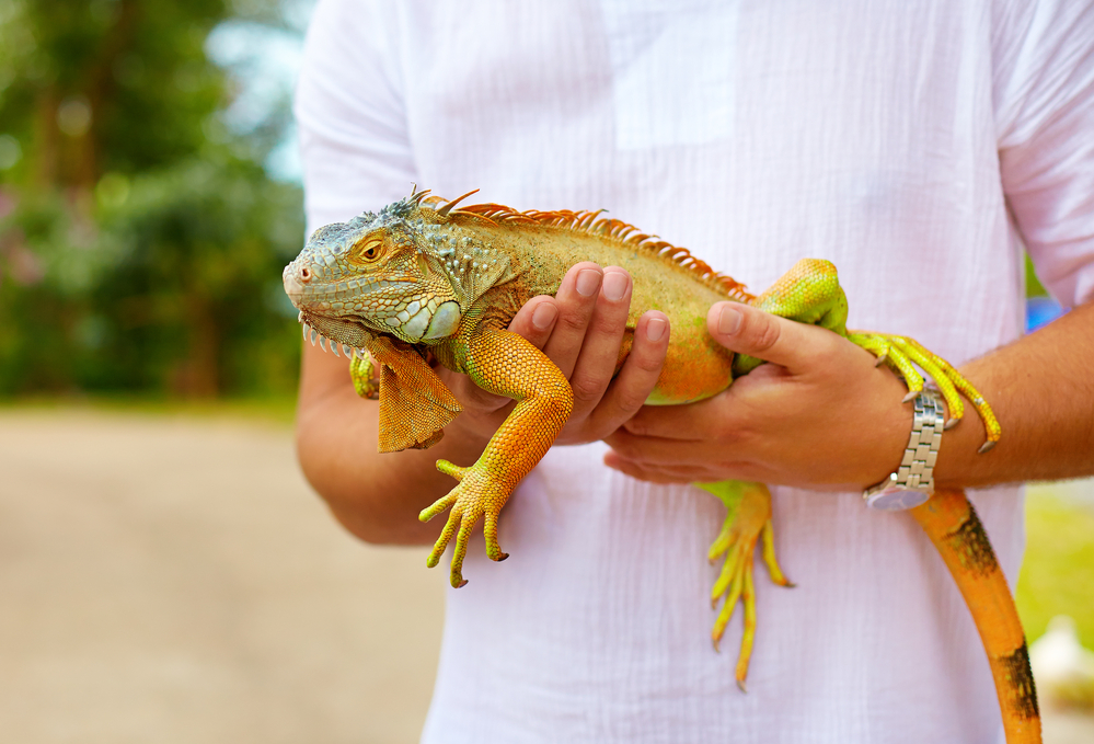 Do Iguanas Like to Be Held