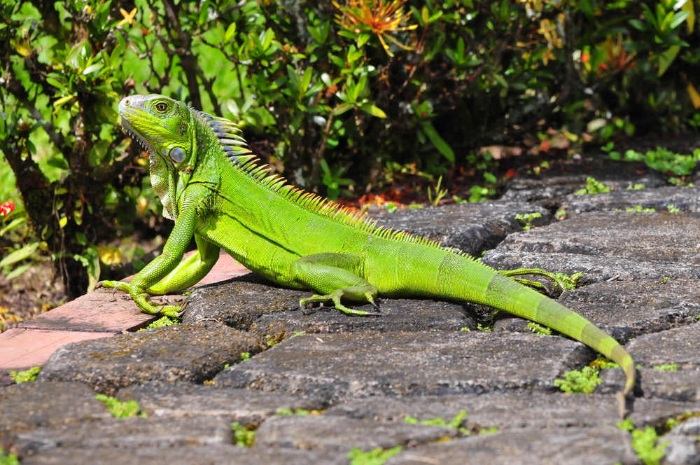 How do I know if my iguana is happy