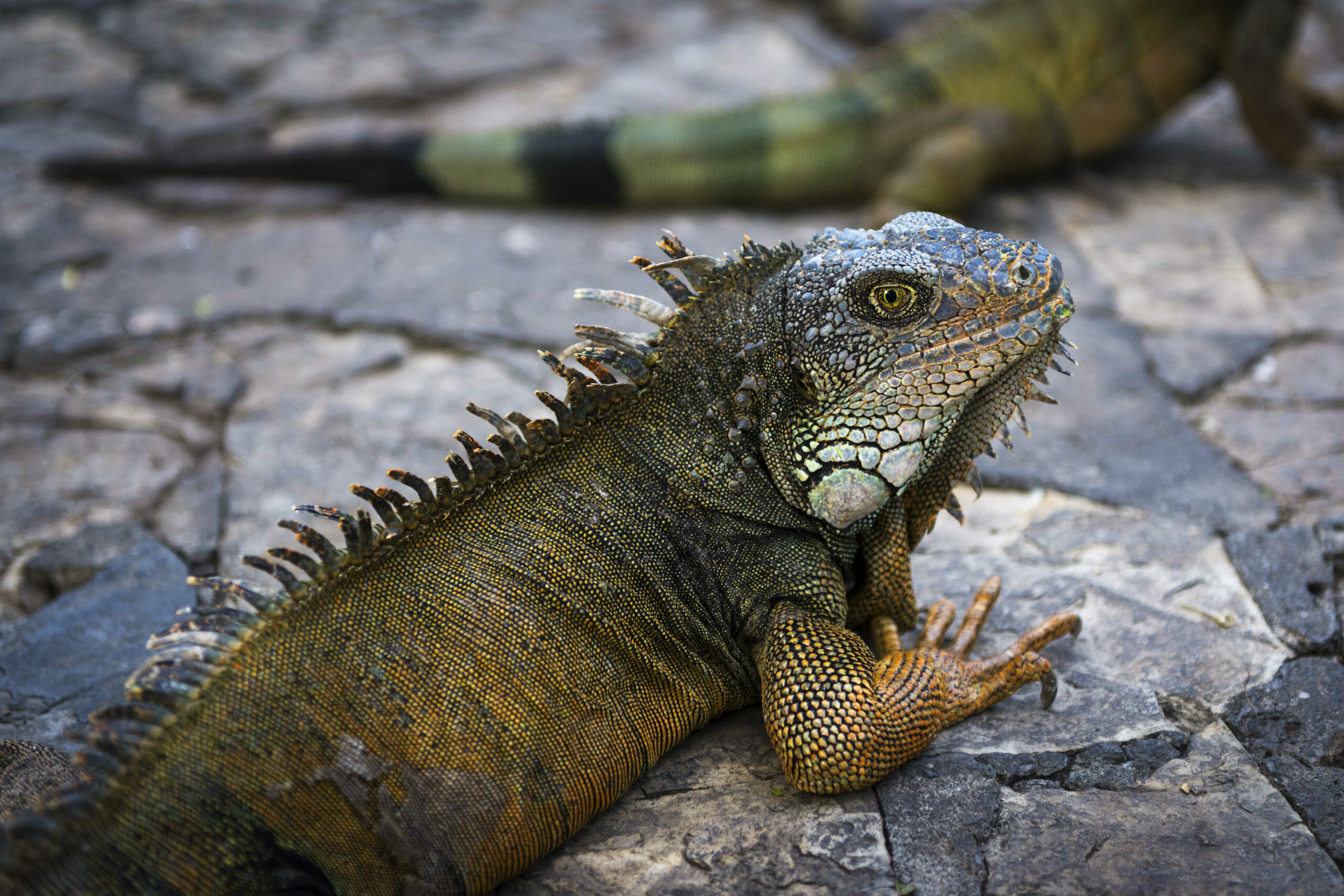 Are male iguanas more colorful