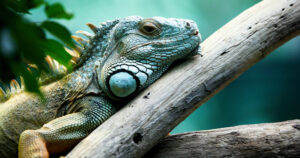 which iguana makes the best pet