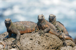 are iguanas lizards
