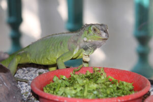plants iguanas will not eat
