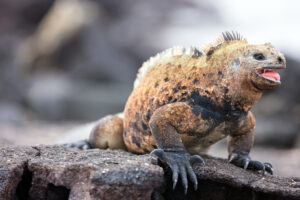 are iguanas endangered