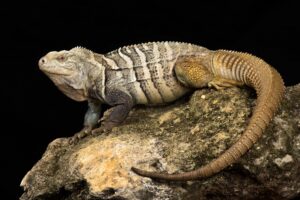 is iguana poop toxic to dogs