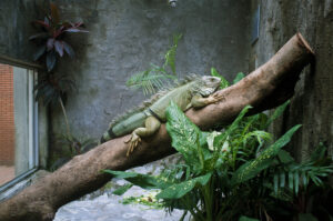 where do iguanas sleep