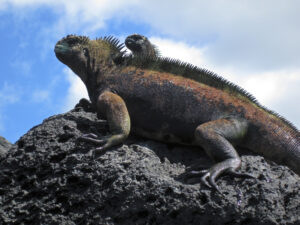 are iguanas herbivores