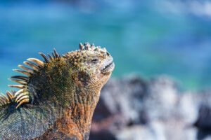 can iguanas breathe underwater
