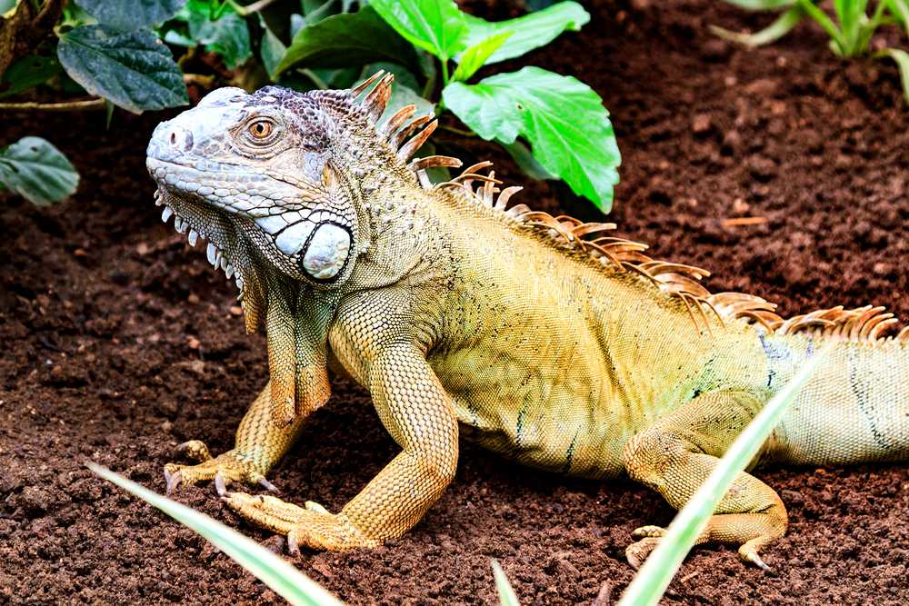 What Do Iguanas Eat in the Wild